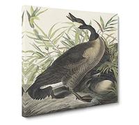 Canada Goose by John James Audubon Canvas Print | Gallery Wrapped 30mm Frame Wall Art | 14x14 inches | Ready to Hang | Modern Bird Picture | Living Room Bedroom Lounge Office