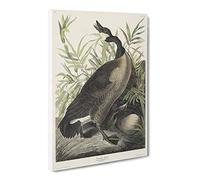 Canada Goose By John James Audubon Canvas Print | Gallery Wrapped 30mm Frame Wall Art | 20x14 inches | Ready to Hang | Retro Bird Picture | Living Room Bedroom Lounge Office