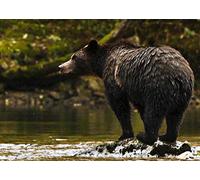 Canada: In the Heart of Misty Forest