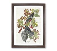 Canada Jay Birds By John James Audubon Vintage Framed Print | A4 Walnut Framed Wall Art | Ready to Hang | Classic Nature Picture | Living Room Bedroom Lounge Office