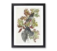 Canada Jay Birds By John James Audubon Vintage Framed Wall Art Print, Ready to Hang Picture for Living Room Bedroom Home Office Décor, Black A2 (64 x 46 cm)