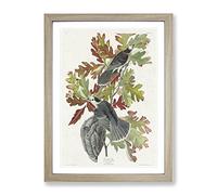 Canada Jay Birds By John James Audubon Vintage Framed Wall Art Print, Ready to Hang Picture for Living Room Bedroom Home Office Décor, Oak A3 (34 x 46 cm)