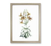 Canada Lily Flowers By Pierre Joseph Redoute Vintage Framed Print | A2 Oak Framed Wall Art | Ready to Hang | Classic Floral Picture | Living Room Bedroom Lounge Office