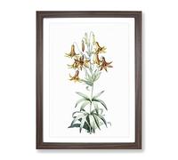 Canada Lily Flowers By Pierre Joseph Redoute Vintage Framed Print | A2 Walnut Framed Wall Art | Ready to Hang | Classic Floral Picture | Living Room Bedroom Lounge Office