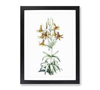 Canada Lily Flowers By Pierre Joseph Redoute Vintage Framed Print | A4 Black Framed Wall Art | Ready to Hang | Classic Floral Picture | Living Room Bedroom Lounge Office