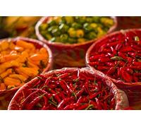 Canada, Quebec, Montreal. Little Italy, Marche Jean Talon Market, peppers Poster Print by Walter Bibikow (18 x 24)