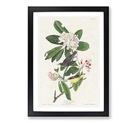Canada Warbler Birds by John James Audubon Framed Print | A2 Black Framed Wall Art | Ready to Hang | Modern Nature Picture | Living Room Bedroom Lounge Office