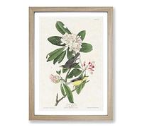 Canada Warbler Birds by John James Audubon Framed Print | A2 Oak Framed Wall Art | Ready to Hang | Modern Nature Picture | Living Room Bedroom Lounge Office
