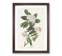 Canada Warbler Birds by John James Audubon Framed Print | A2 Walnut Framed Wall Art | Ready to Hang | Modern Nature Picture | Living Room Bedroom Lounge Office