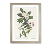 Canada Warbler Birds By John James Audubon Vintage Framed Print | A2 Oak Framed Wall Art | Ready to Hang | Classic Nature Picture | Living Room Bedroom Lounge Office