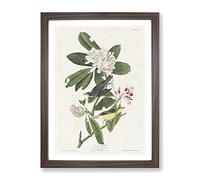 Canada Warbler Birds By John James Audubon Vintage Framed Print | A2 Walnut Framed Wall Art | Ready to Hang | Classic Nature Picture | Living Room Bedroom Lounge Office