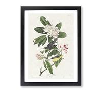 Canada Warbler Birds By John James Audubon Vintage Framed Wall Art Print, Ready to Hang Picture for Living Room Bedroom Home Office Décor, Black A3 (34 x 46 cm)
