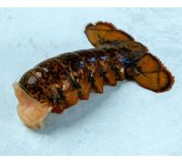 Canadian lobster tail