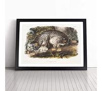 Canadian Lynx by J.W. Audubon Framed Wall Art Picture Print - Canvas Painting - Modern Home Décor Poster - Ready to Hang for Living Room Bedroom Kitchen - Black A3 (36 x 48 cm)