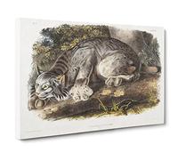 Canadian Lynx By John Woodhouse Audubon Canvas Print | Gallery Wrapped 30mm Frame Wall Art | 30x20 inches | Ready to Hang | Retro Picture | Living Room Bedroom Lounge Office