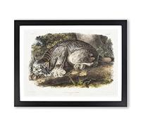 Canadian Lynx By John Woodhouse Audubon Vintage Framed Print | A3 Black Framed Wall Art | Ready to Hang | Classic Nature Picture | Living Room Bedroom Lounge Office