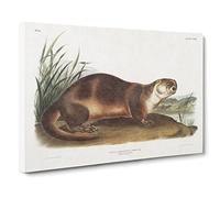 Canadian Otter By John Woodhouse Audubon Canvas Print | Gallery Wrapped 30mm Frame Wall Art | 24x16 inches | Ready to Hang | Retro Animal Picture | Living Room Bedroom Lounge Office