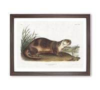 Canadian Otter By John Woodhouse Audubon Vintage Framed Print | A2 Walnut Framed Wall Art | Ready to Hang | Classic Nature Picture | Living Room Bedroom Lounge Office