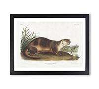 Canadian Otter By John Woodhouse Audubon Vintage Framed Print | A3 Black Framed Wall Art | Ready to Hang | Classic Nature Picture | Living Room Bedroom Lounge Office