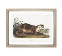 Canadian Otter By John Woodhouse Audubon Vintage Framed Print | A3 Oak Framed Wall Art | Ready to Hang | Classic Nature Picture | Living Room Bedroom Lounge Office
