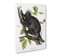 Canadian Porcupine By John Woodhouse Audubon Canvas Print | Gallery Wrapped 30mm Frame Wall Art | 20x14 inches | Ready to Hang | Retro Picture | Living Room Bedroom Lounge Office