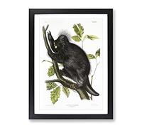 Canadian Porcupine By John Woodhouse Audubon Vintage Framed Wall Art Print, Ready to Hang Picture for Living Room Bedroom Home Office Décor, Black A3 (34 x 46 cm)