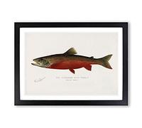 Canadian Red Trout by Sherman F. Denton Framed Print | A2 Black Framed Wall Art | Ready to Hang | Modern Animal Picture | Living Room Bedroom Lounge Office