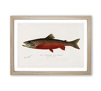 Canadian Red Trout by Sherman F. Denton Framed Print | A2 Oak Framed Wall Art | Ready to Hang | Modern Animal Picture | Living Room Bedroom Lounge Office