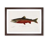 Canadian Red Trout by Sherman F. Denton Framed Print | A2 Walnut Framed Wall Art | Ready to Hang | Modern Animal Picture | Living Room Bedroom Lounge Office