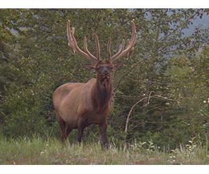 Canadian Rockies: Banff and Jasper