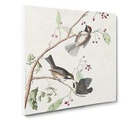 Canadian Titmouse Birds by John James Audubon Canvas Print | Gallery Wrapped 30mm Frame Wall Art | 20x20 inches | Ready to Hang | Modern Bird Picture | Living Room Bedroom Lounge Office