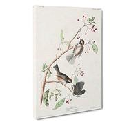Canadian Titmouse Birds by John James Audubon Canvas Print | Gallery Wrapped 30mm Frame Wall Art | 30x20 inches | Ready to Hang | Modern Bird Picture | Living Room Bedroom Lounge Office