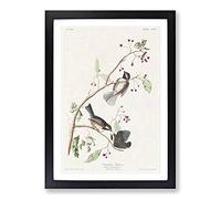 Canadian Titmouse Birds by John James Audubon Framed Print | A2 Black Framed Wall Art | Ready to Hang | Modern Nature Picture | Living Room Bedroom Lounge Office