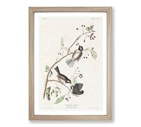 Canadian Titmouse Birds by John James Audubon Framed Print | A2 Oak Framed Wall Art | Ready to Hang | Modern Nature Picture | Living Room Bedroom Lounge Office