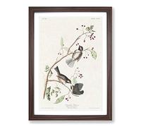 Canadian Titmouse Birds by John James Audubon Framed Print | A2 Walnut Framed Wall Art | Ready to Hang | Modern Nature Picture | Living Room Bedroom Lounge Office