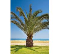 YouGarden Phoenix canariensis 19cm 80-100cm 19cm pot Green