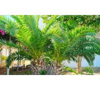 Canary Island Phoenix Palms 1.5-Litre Pot Plants: Two