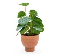 Candlelight Artificial Money Plant in Terracotta Effect Pot 30cm