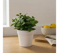 Candlelight Green 16Cm Mint Pot With Artificial Plant In White Plastic Pot