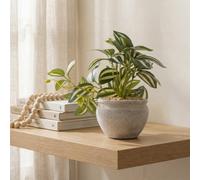 Candlelight Green 17.5Cm Tradescantia Pot With Artificial Plant In White Rustic Cement Pot