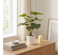 Candlelight Green 37Cm Cheese Plant Pot With Artificial Plant In White Plastic Pot