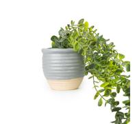 Candlelight Green 50Cm Eucalyptus Artificial Plant In Grey Ceramic Pot