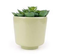 Candlelight Green 9.5Cm Succulent Pot With Artificial Plant In Green Ceramic Pot