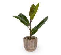 Candlelight Green & Brown 45Cm Pot With Artificial Plant Ridged