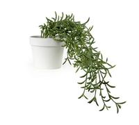 Candlelight Green & White 24Cm Othonna Artificial Plant In White Plastic Pot