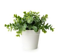 Candlelight White & Green 17Cm Eucalyptus Artificial Plant In White Plastic Pot
