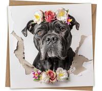 Cane Corso Greeting Card - Funny Dog Coming Out of Wall Greetings Birthday Card with Kraft Envelope