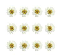 CANIGHT Dried Daisy Flowers Natural Dried Petals White 12pcs Pressed Flower Craft for Scrapbooking and Decoration Suitable for Weddings and Cell Phone Case Art