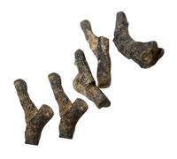 CANIGHT Quality Material 5pcs Bryozoan Teaching Tool Educational Decor for Boys and Girls Party Present