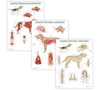 Canine Anatomy 3 PACK Poster Collection, 45x60 cm, Dog Anatomical Chart Bundle, Canine Biology Diagram